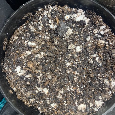 Northern Light Automatic 2024 Freebie growlog photo