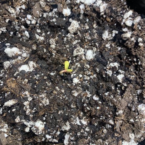 Northern Light Automatic 2024 Freebie growlog photo