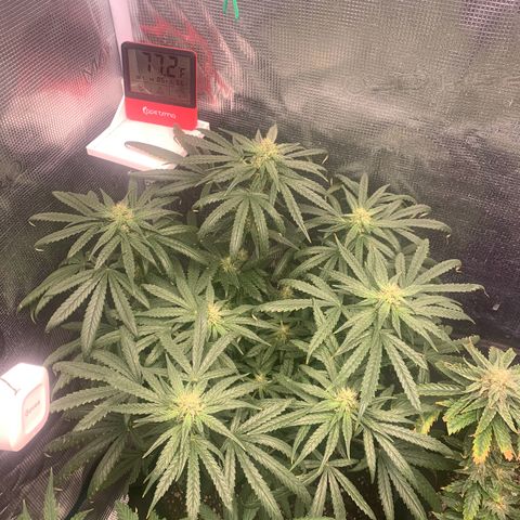 Bubblegum XL growlog timeline photo