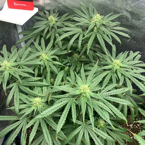 Bubblegum XL growlog timeline photo
