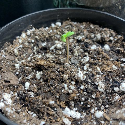 Northern Light Automatic 2024 Freebie growlog photo
