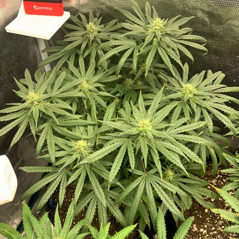 Bubblegum XL growlog timeline photo