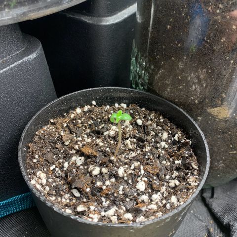 Northern Light Automatic 2024 Freebie growlog timeline photo
