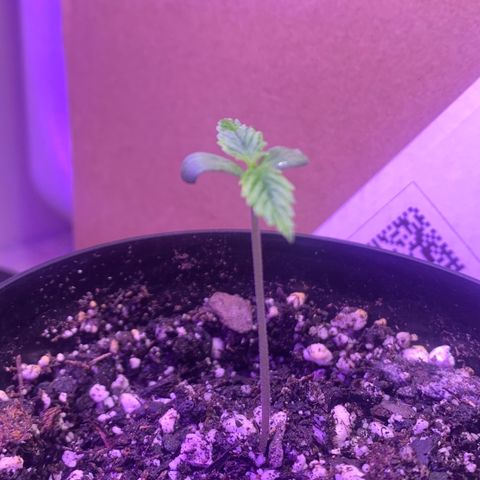 Northern Light Automatic 2024 Freebie growlog timeline photo