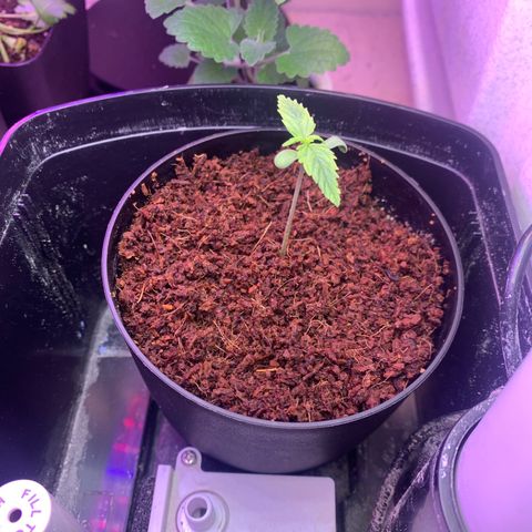 Northern Light Automatic 2024 Freebie growlog timeline photo