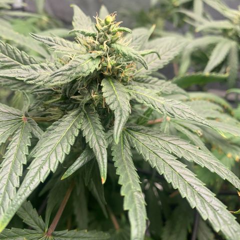 Bubblegum XL growlog timeline photo
