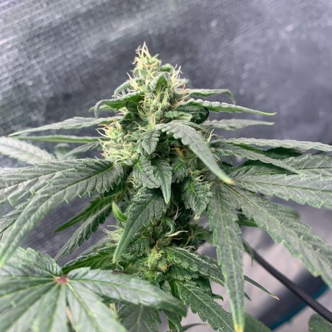 Bubblegum XL growlog timeline photo