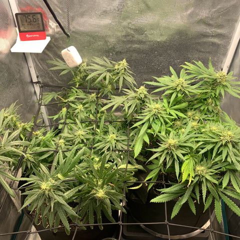 Bubblegum XL growlog timeline photo