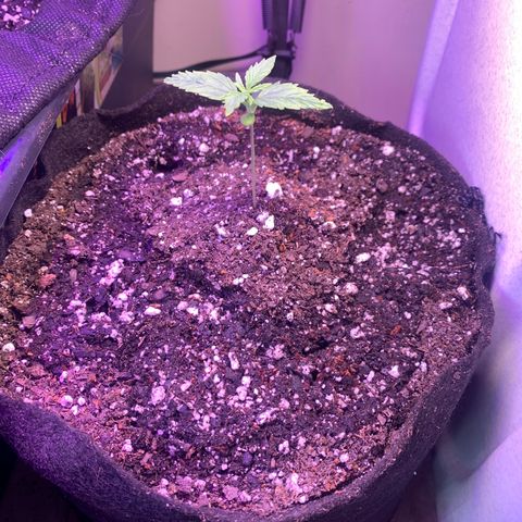 Northern Light Automatic 2024 Freebie growlog timeline photo