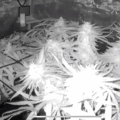 Bubblegum XL growlog photo:  Night nuggz