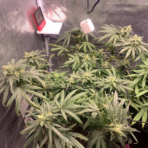 Bubblegum XL growlog timeline photo