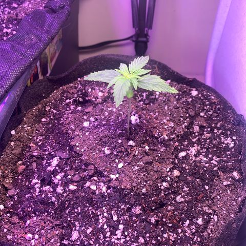 Northern Light Automatic 2024 Freebie growlog timeline photo