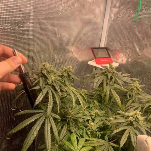 Bubblegum XL growlog timeline photo
