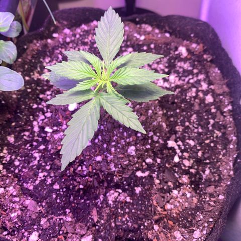 Northern Light Automatic 2024 Freebie growlog timeline photo