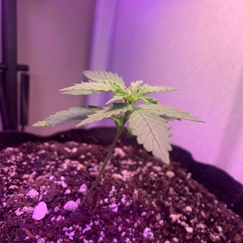 Northern Light Automatic 2024 Freebie growlog timeline photo