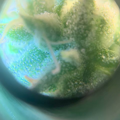 Bubblegum XL growlog timeline photo