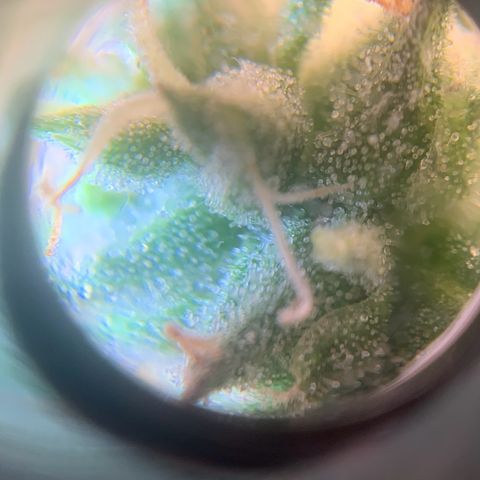 Bubblegum XL growlog timeline photo