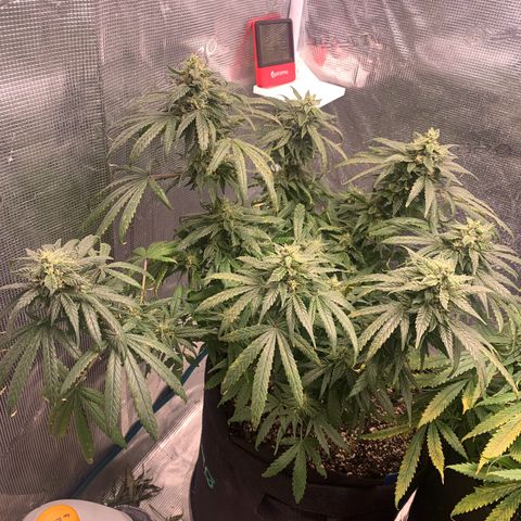 Bubblegum XL growlog timeline photo