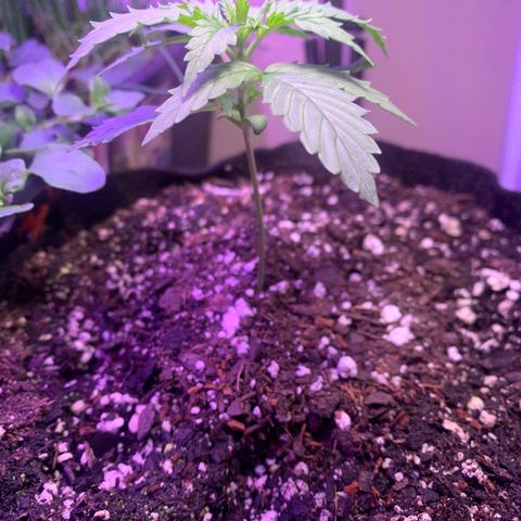 Northern Light Automatic 2024 Freebie growlog timeline photo
