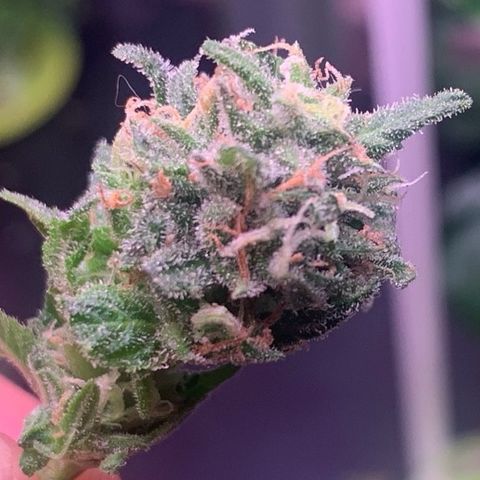 Bubblegum XL growlog timeline photo