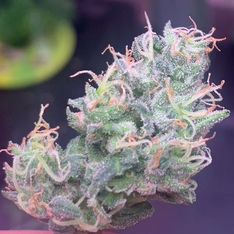 Bubblegum XL growlog timeline photo