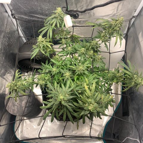 Bubblegum XL growlog timeline photo