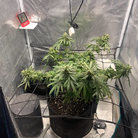 Bubblegum XL growlog timeline photo