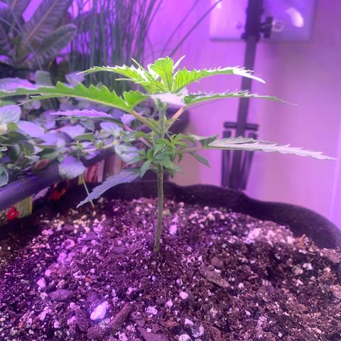 Northern Light Automatic 2024 Freebie growlog timeline photo