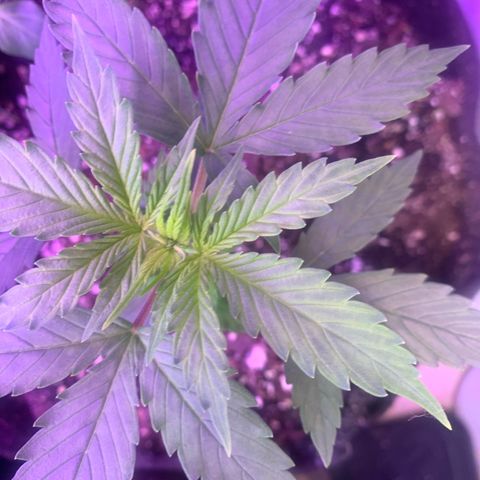 Northern Light Automatic 2024 Freebie growlog timeline photo