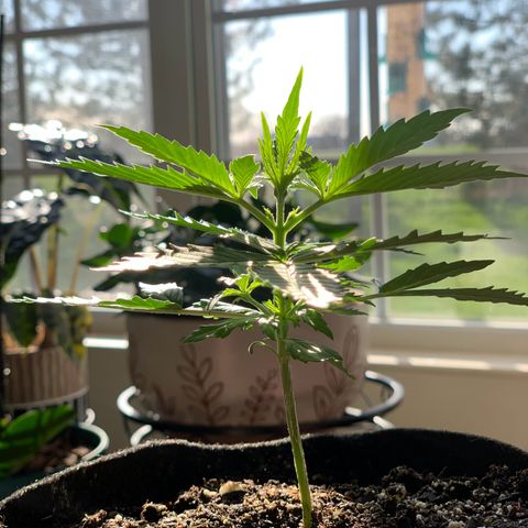Northern Light Automatic 2024 Freebie growlog timeline photo