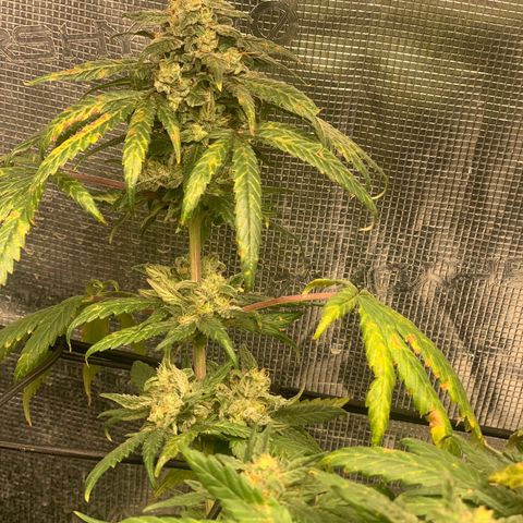 Bubblegum XL growlog timeline photo