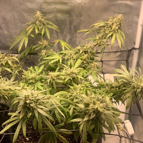 Bubblegum XL growlog timeline photo