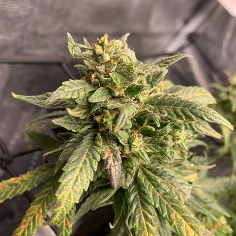 Bubblegum XL growlog timeline photo