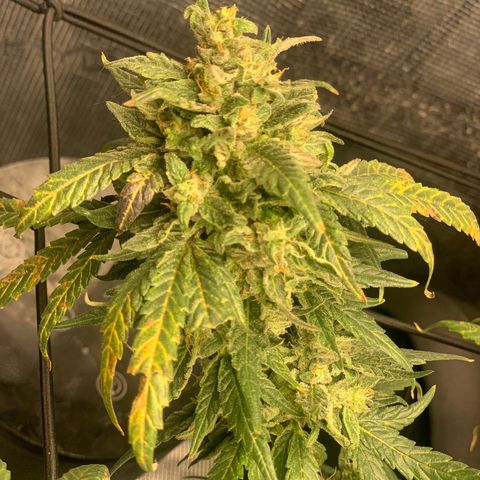 Bubblegum XL growlog timeline photo