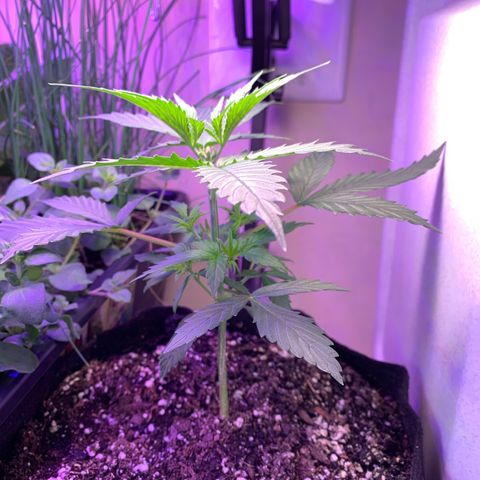 Northern Light Automatic 2024 Freebie growlog timeline photo