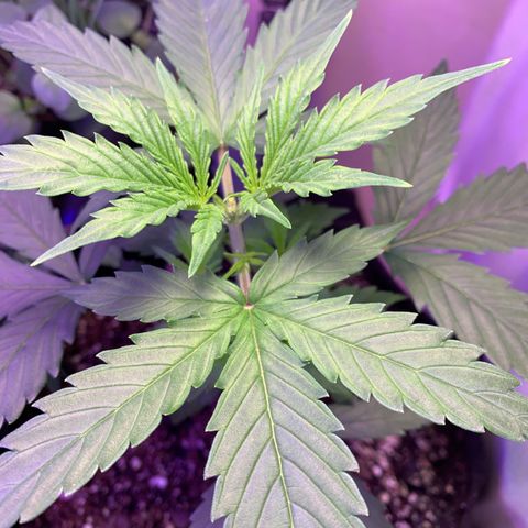 Northern Light Automatic 2024 Freebie growlog timeline photo