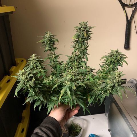 Bubblegum XL growlog timeline photo
