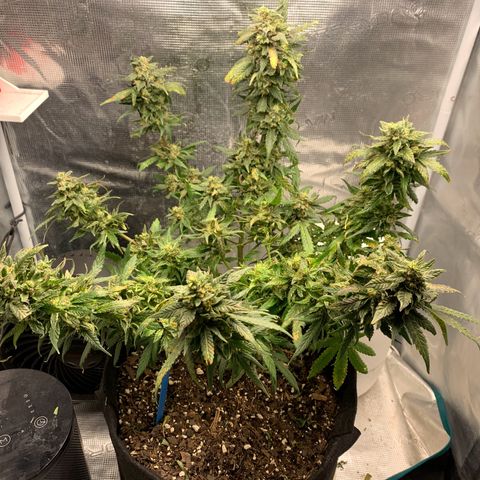 Bubblegum XL growlog timeline photo