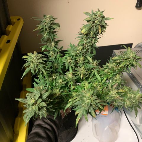 Bubblegum XL growlog timeline photo