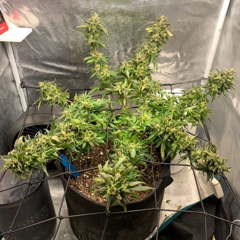 Bubblegum XL growlog timeline photo