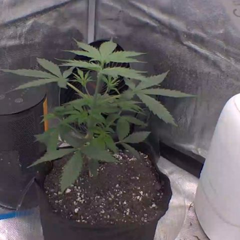 Northern Light Automatic 2024 Freebie growlog photo: Finally home