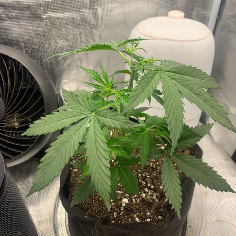 Northern Light Automatic 2024 Freebie growlog timeline photo