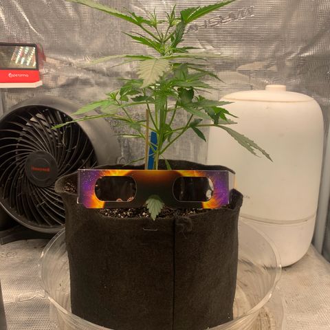 Northern Light Automatic 2024 Freebie growlog timeline photo