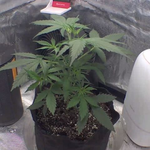 Northern Light Automatic 2024 Freebie growlog timeline photo