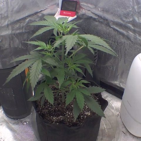 Northern Light Automatic 2024 Freebie growlog timeline photo