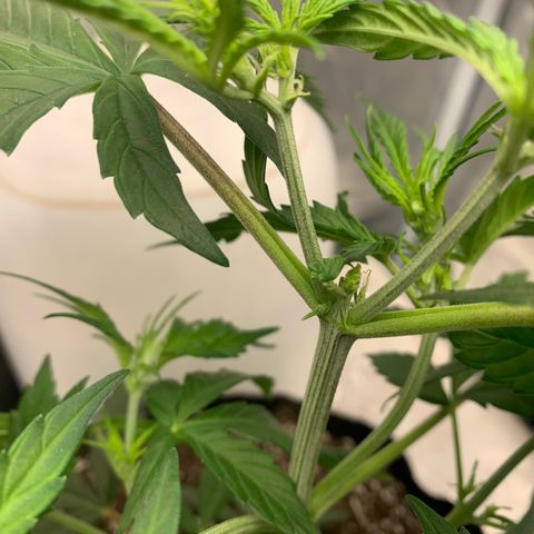 Northern Light Automatic 2024 Freebie growlog timeline photo