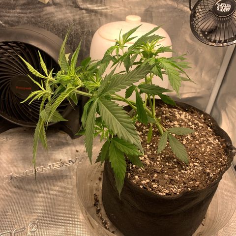 Northern Light Automatic 2024 Freebie growlog timeline photo