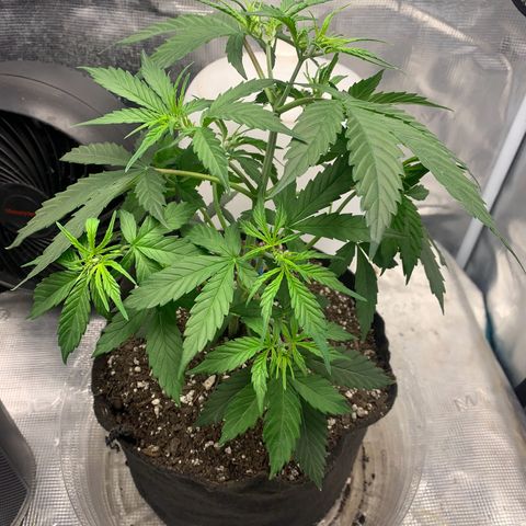 Northern Light Automatic 2024 Freebie growlog timeline photo
