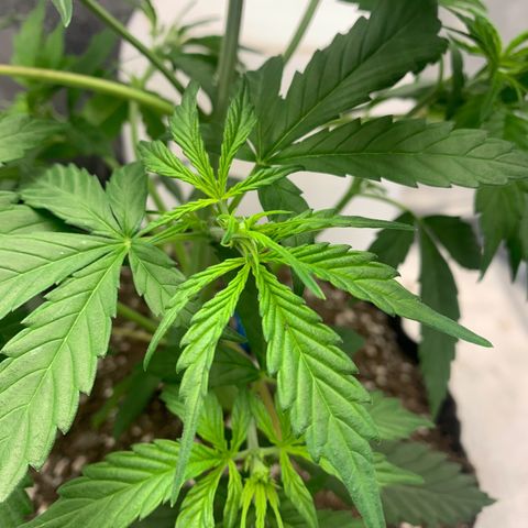 Northern Light Automatic 2024 Freebie growlog timeline photo