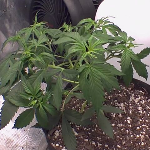 Northern Light Automatic 2024 Freebie growlog timeline photo